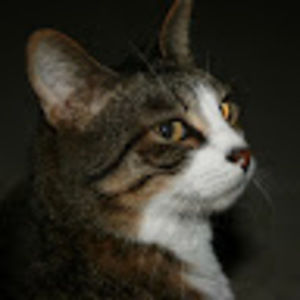 Meet your Posher, I live